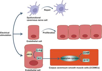 Advances in physical diagnosis and treatment of male erectile dysfunction